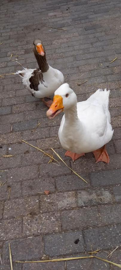 'T Uiltje Ermelo Exterior foto